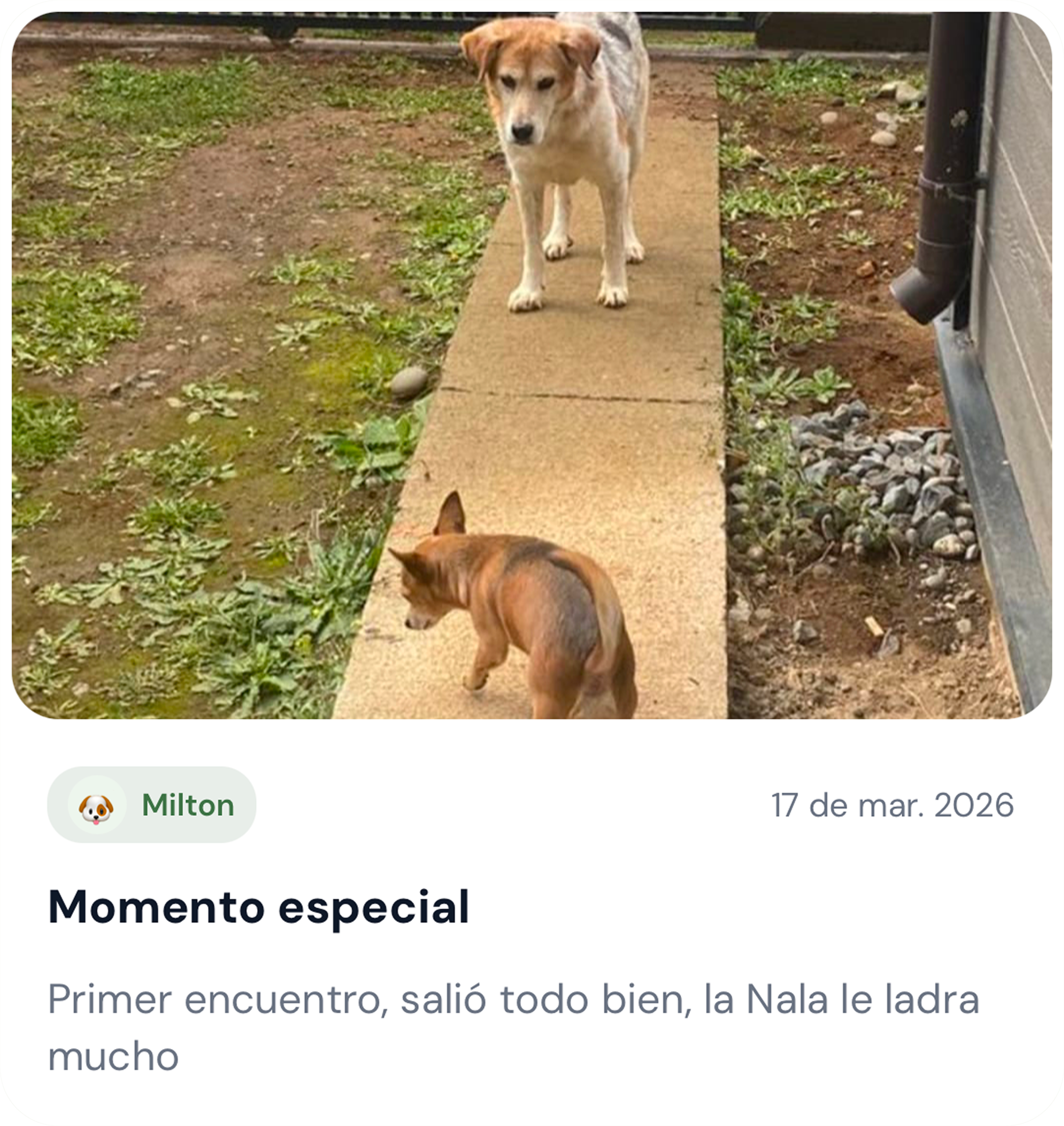 Tarjeta de recuerdo en dark mode titulada Milton, con foto de dos perros en un parque y el texto: Hoy Milton conoció a sus primos y jugaron en el parque. Lo pasaron muy bien.