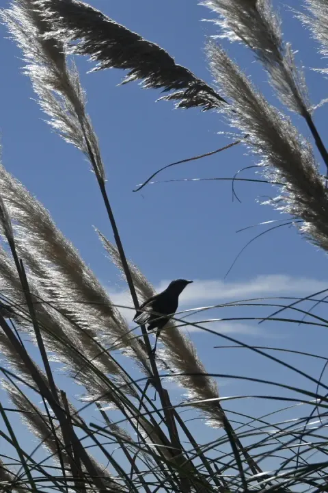 Pájaro